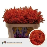 Solidago Kuldvits paint Orange