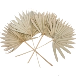 Dried Palm Spear Natural 50cm (tk)