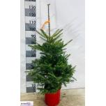 Abies fraseri Nulg 22cm