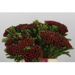 Brunia albiflora red 40cm