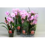 Phalaenopsis Kuuking Cascade Pink 2õv 12cm