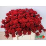 Eryngium Ogaputk paint Red Powder 60cm