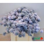 Eryngium Ogaputk paint Snowy 60cm