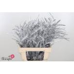 Grevillea paint Silver 60cm tk