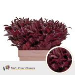 Laurus paint Bordeaux 60cm