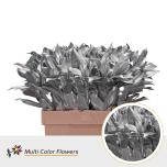 Laurus paint Silver 60cm tk