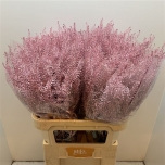 Lepidium Litterhein paint Pink 70cm