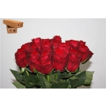 Roos 50cm Madam Red