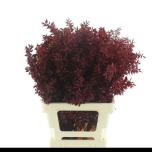 Dried Ruscus paint Burgundy 70cm (tk)