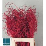 Dried Tingting Red*100 (pk)