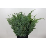 Conifer blue 55cm (pk)