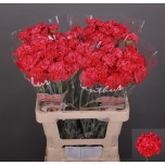 Dianthus Nelk ST Juno*20