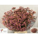 Limonium Parkjuur Anouchka Diamond 75cm