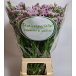 Limonium Parkjuur sinzii deep laverder 75cm