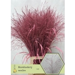 Panicum paint  Pink (tk)