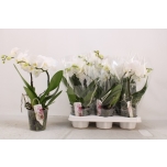 Phalaenopsis Kuuking other white 12cm