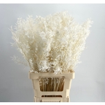 Ruscus bleached white 75cm