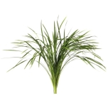 T-Grass (pk)