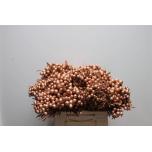 Brunia Bruunia paint Copper 40cm