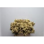 Brunia paint Gold 40cm