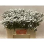 Eryngium Ogaputk paint Snowy 50cm