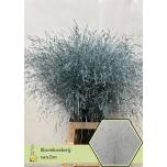 Panicum paint Ice Blue (tk)