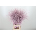 Panicum paint Light Pink (tk)