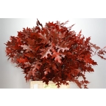 Quercus palustris Tammeoks paint Red 80cm