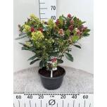 Skimmia 24cm