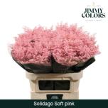 Solidago paint Pink