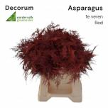 Asparagus Setaceus Red 45cm pk