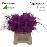 Asparagus paint Cerise 45cm (pk)