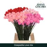 Craspedia paint love mix 70cm