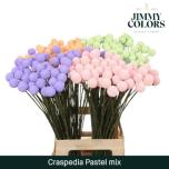 Craspedia paint pastel mix 70cm