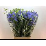 Delphinium Kukekannus M Lavender 60cm