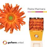 Gerbera KV Marinara*15