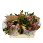 Helleborus Lumeroos Queen´s Light Pink 35cm