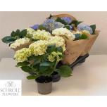 Hydrangea macr Hortensia mix sinine, valge 10,5cm