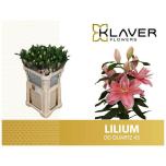 Lilium Liilia OR DU Quartz 85cm