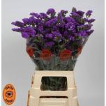 Limonium Parkjuur Blue Impulse 75cm