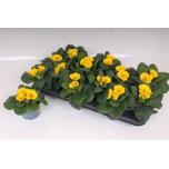 Primula ac Priimula cairo golden yellow 10cm