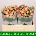 Kobarroos 50cm Romantic Rosever