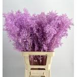 Dried ruscus milka 75cm