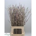 Salix Pink Cushion 70cm