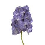 Vanda violet blue spot*16 1 õis