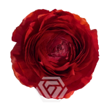 EC Ranunculus Rosso 50cm