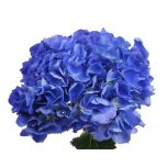 HYDR. HORTENSIA M SHOCKING BLUE 60CM (EC)*5