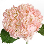 HYDR. HORTENSIA PREMIUM PAINT LIGHT PINK 60CM (EC)