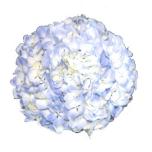 HYDR. HORTENSIA PREMIUM SUPER BLUE 60CM (EC)*5