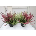 Calluna vulgaris Garden Girls ´Twin Girls´ 12cm GER (8tk alusel)